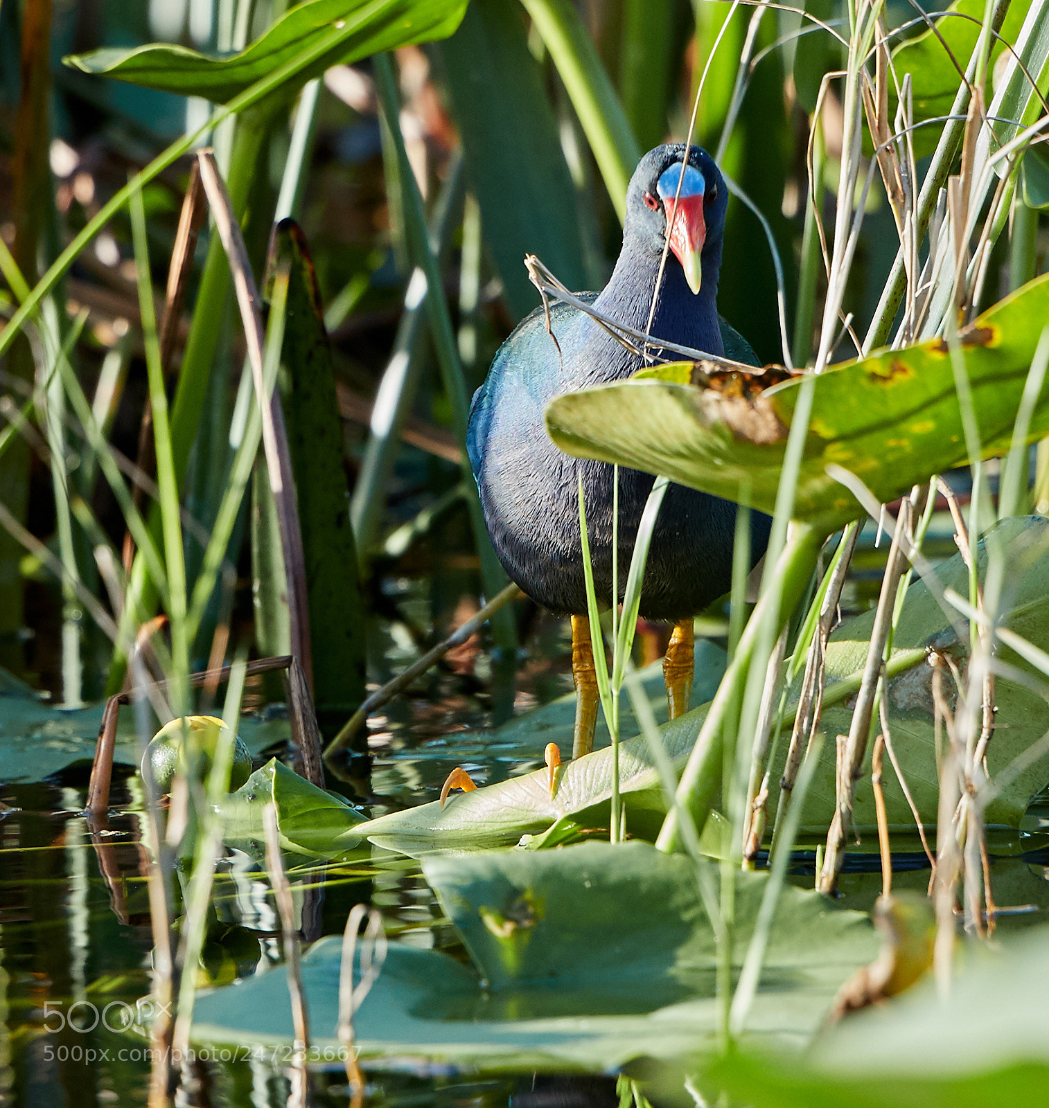 Canon EOS-1D X Mark II sample photo. 02-24-18-0005167.jpg photography