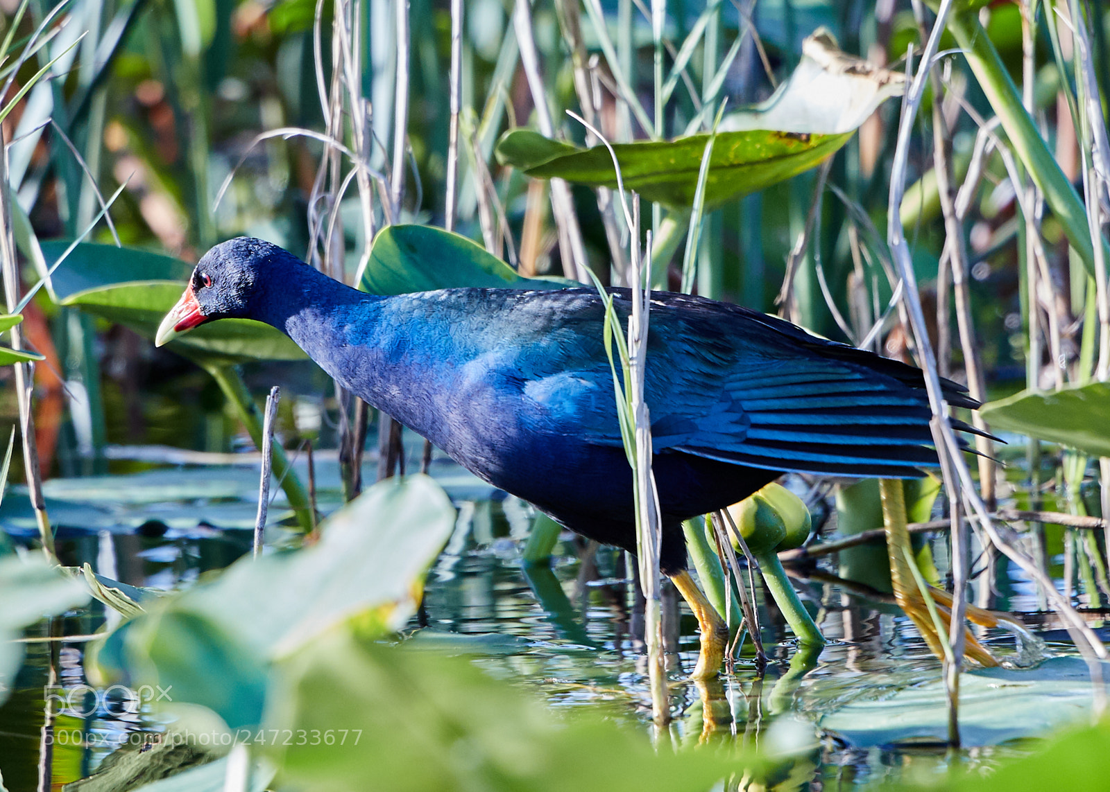 Canon EOS-1D X Mark II sample photo. 02-24-18-0005172.jpg photography