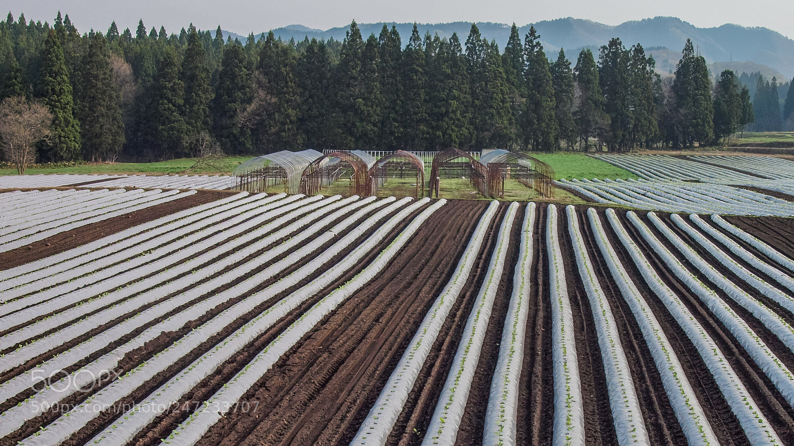 Olympus E-620 (EVOLT E-620) sample photo. Tobacco field photography