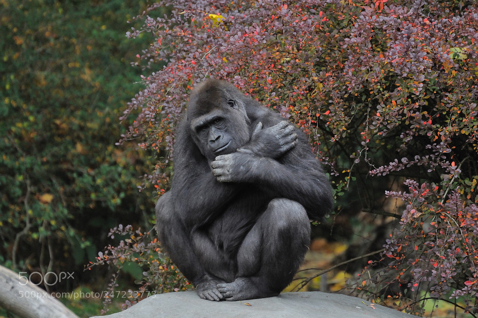 Nikon D300 sample photo. Wpzoo photography