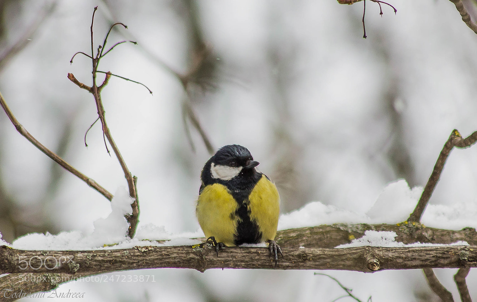 Canon EOS 600D (Rebel EOS T3i / EOS Kiss X5) sample photo. Great tit in the photography