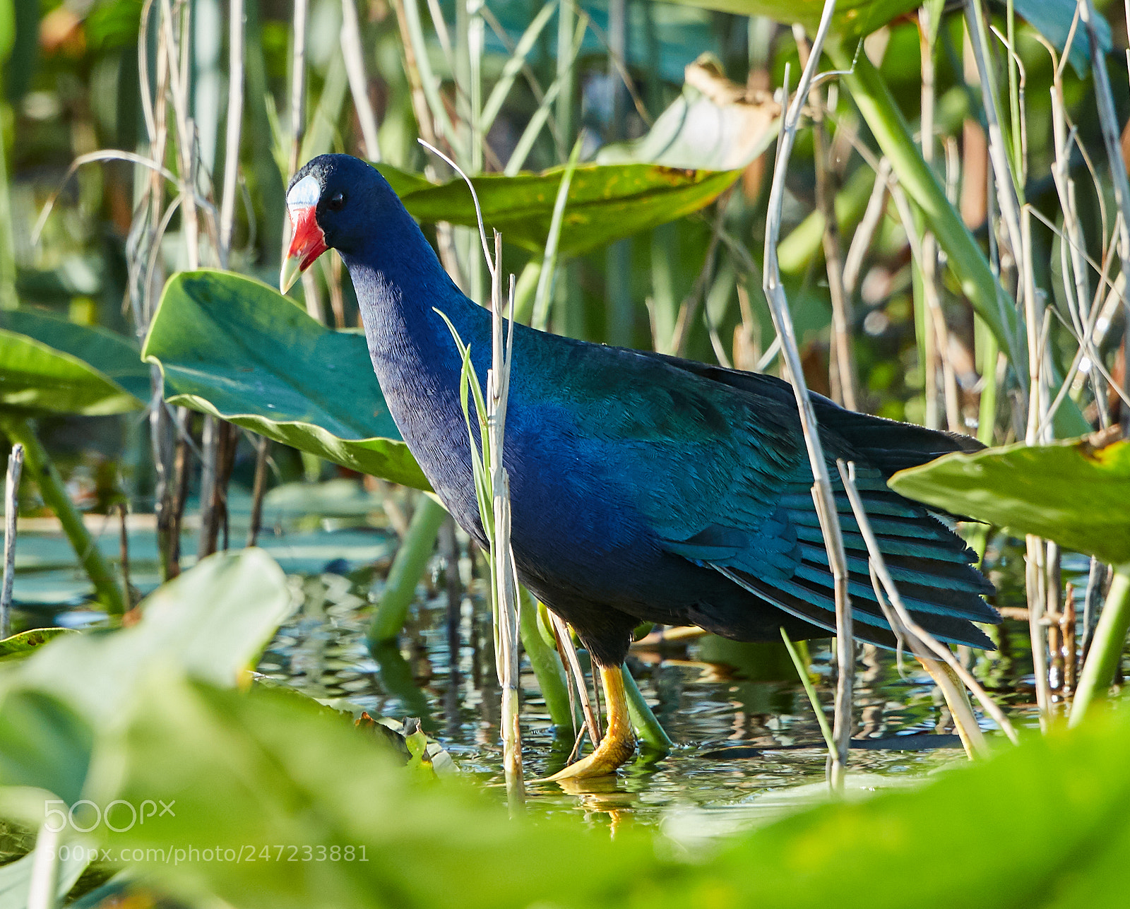 Canon EOS-1D X Mark II sample photo. 02-24-18-0005174.jpg photography