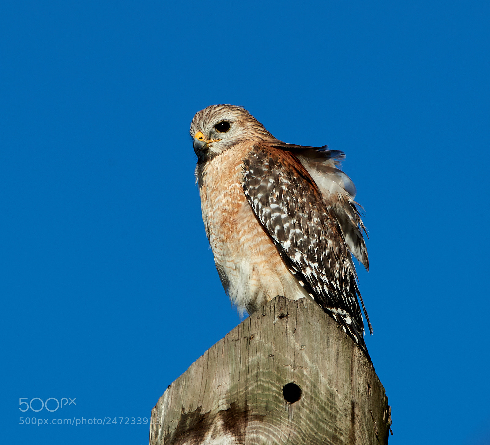 Canon EOS-1D X Mark II sample photo. 02-24-18-0005183.jpg photography