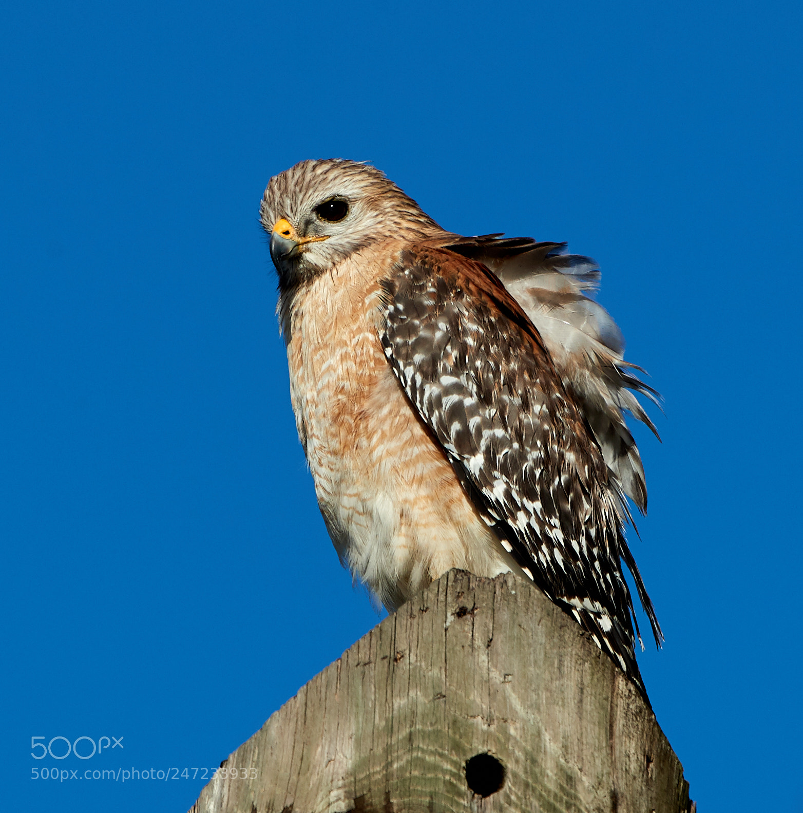 Canon EOS-1D X Mark II sample photo. 02-24-18-0005180.jpg photography