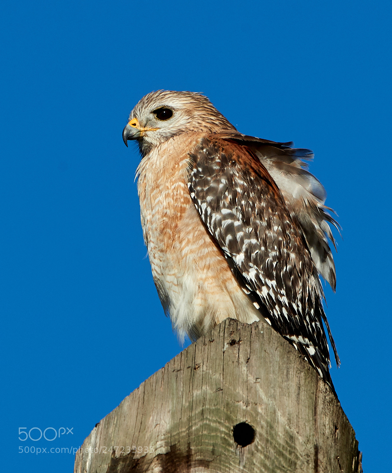 Canon EOS-1D X Mark II sample photo. 02-24-18-0005179.jpg photography