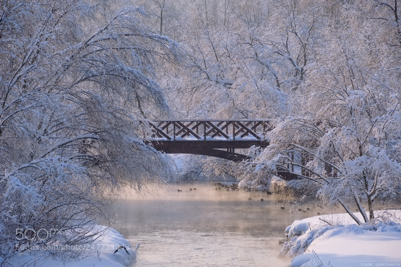Fujifilm X-T20 sample photo. Bridge in winter park photography