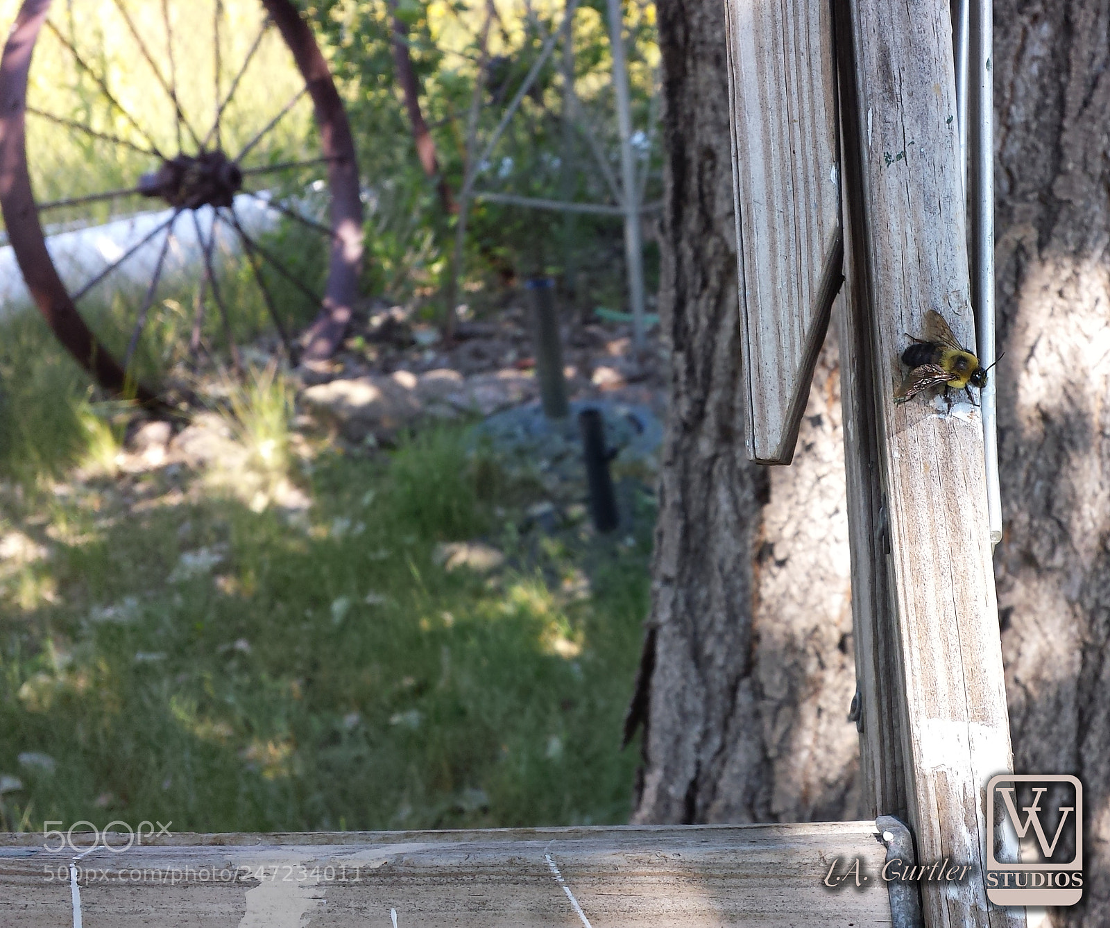 Samsung Galaxy S4 sample photo. Framed bee photography