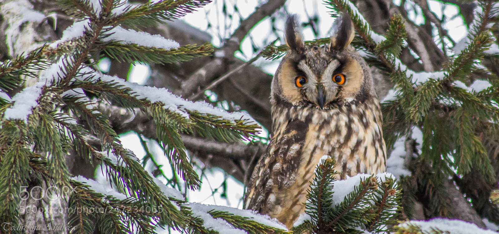 Canon EOS 600D (Rebel EOS T3i / EOS Kiss X5) sample photo. Long eared owl in photography