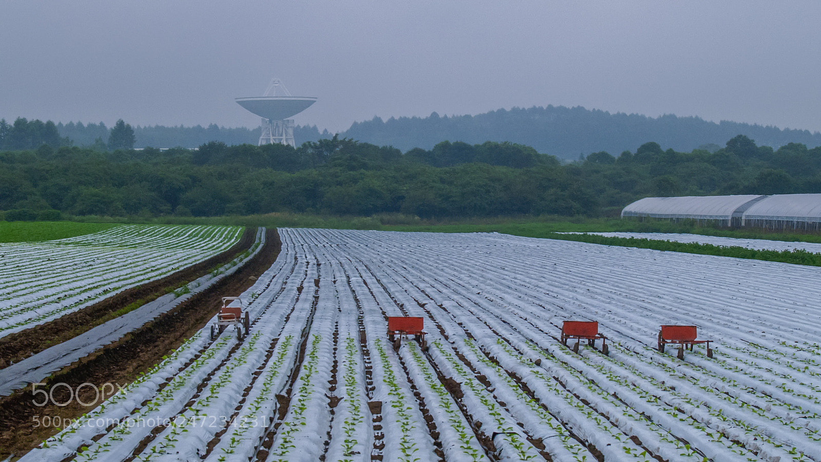 Olympus E-300 (EVOLT E-300) sample photo. Vegetable field photography