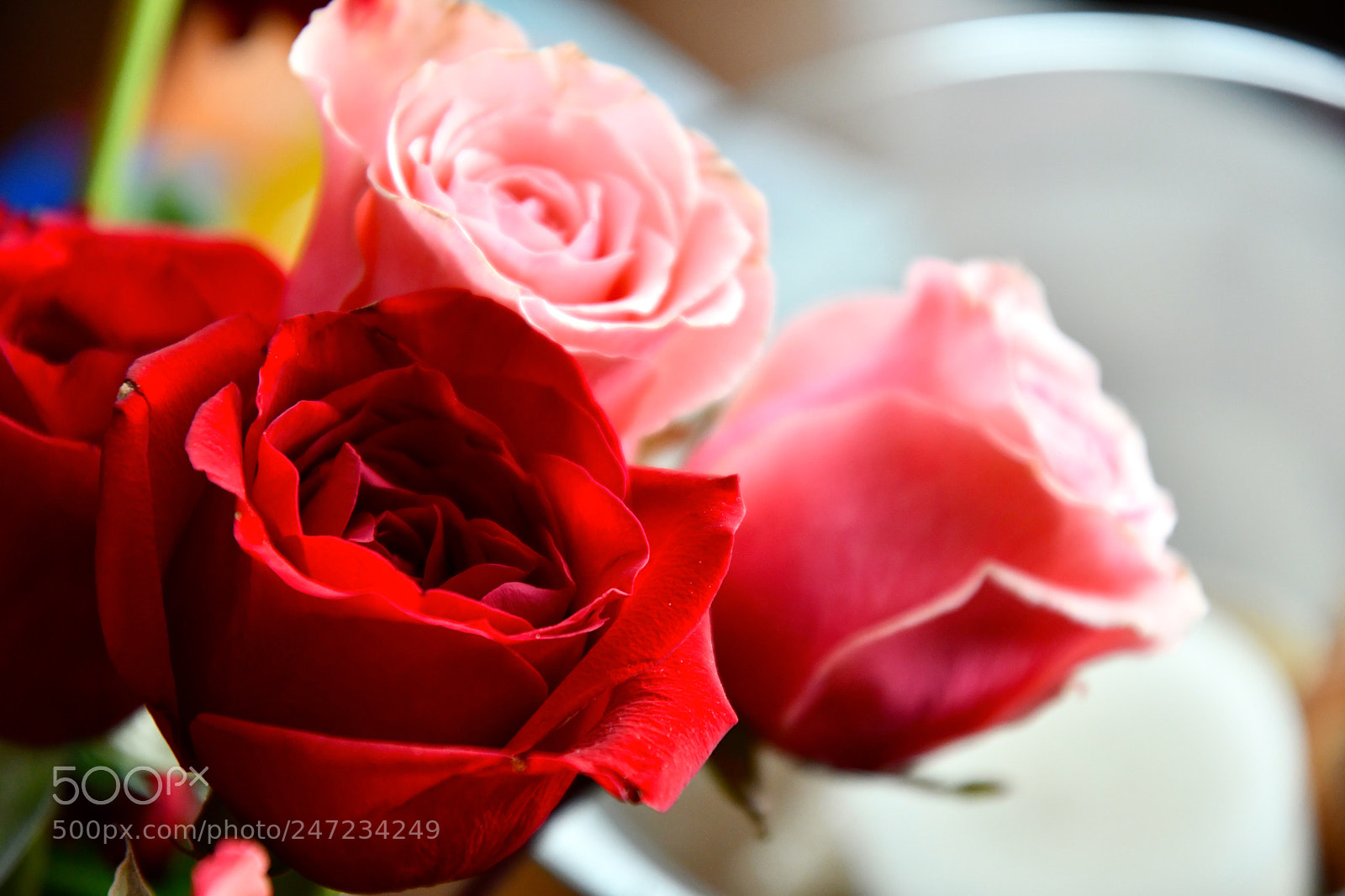 Nikon D7500 sample photo. Red photography