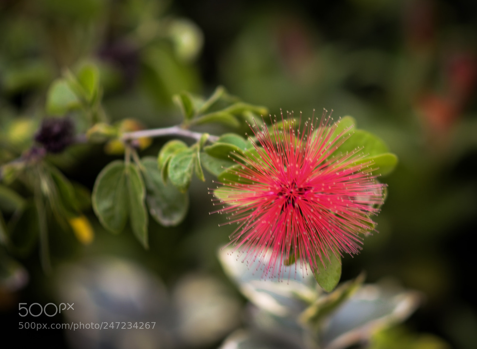 Nikon D5100 sample photo. A flower photography