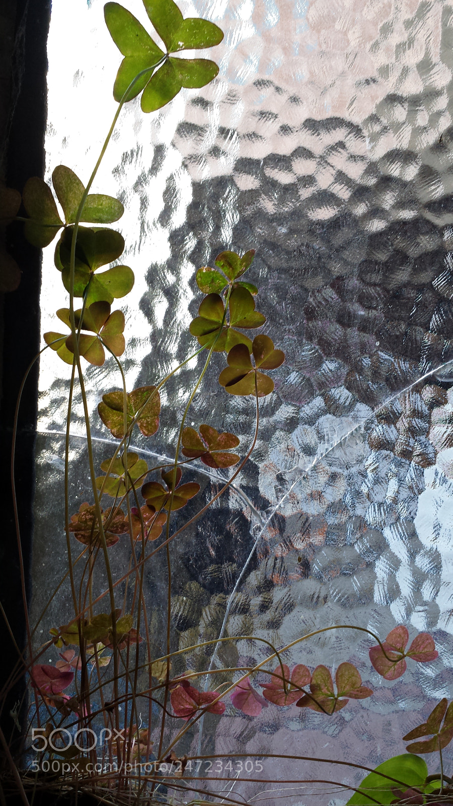 Samsung Galaxy S4 sample photo. Untitled photography
