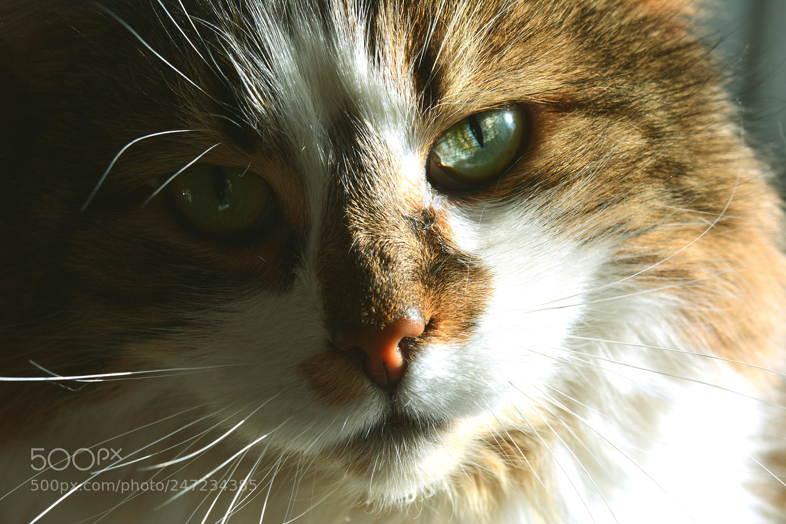 Nikon D5200 sample photo. Untitled photography