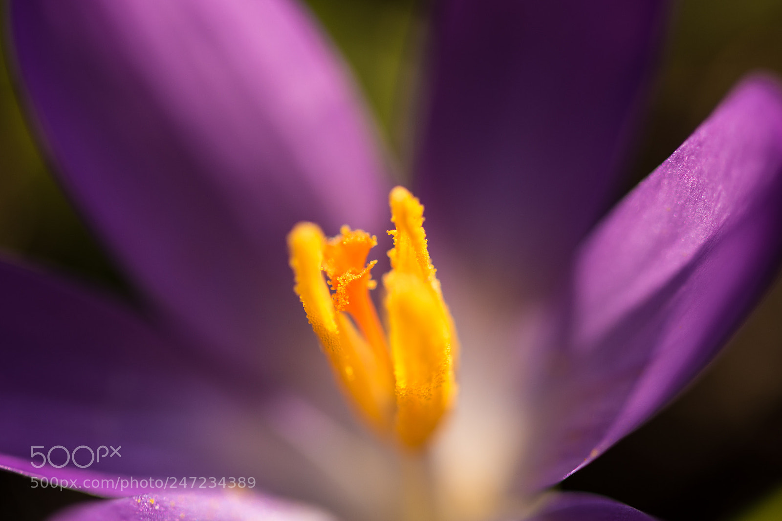 Nikon D5600 sample photo. Crocus caviar photography