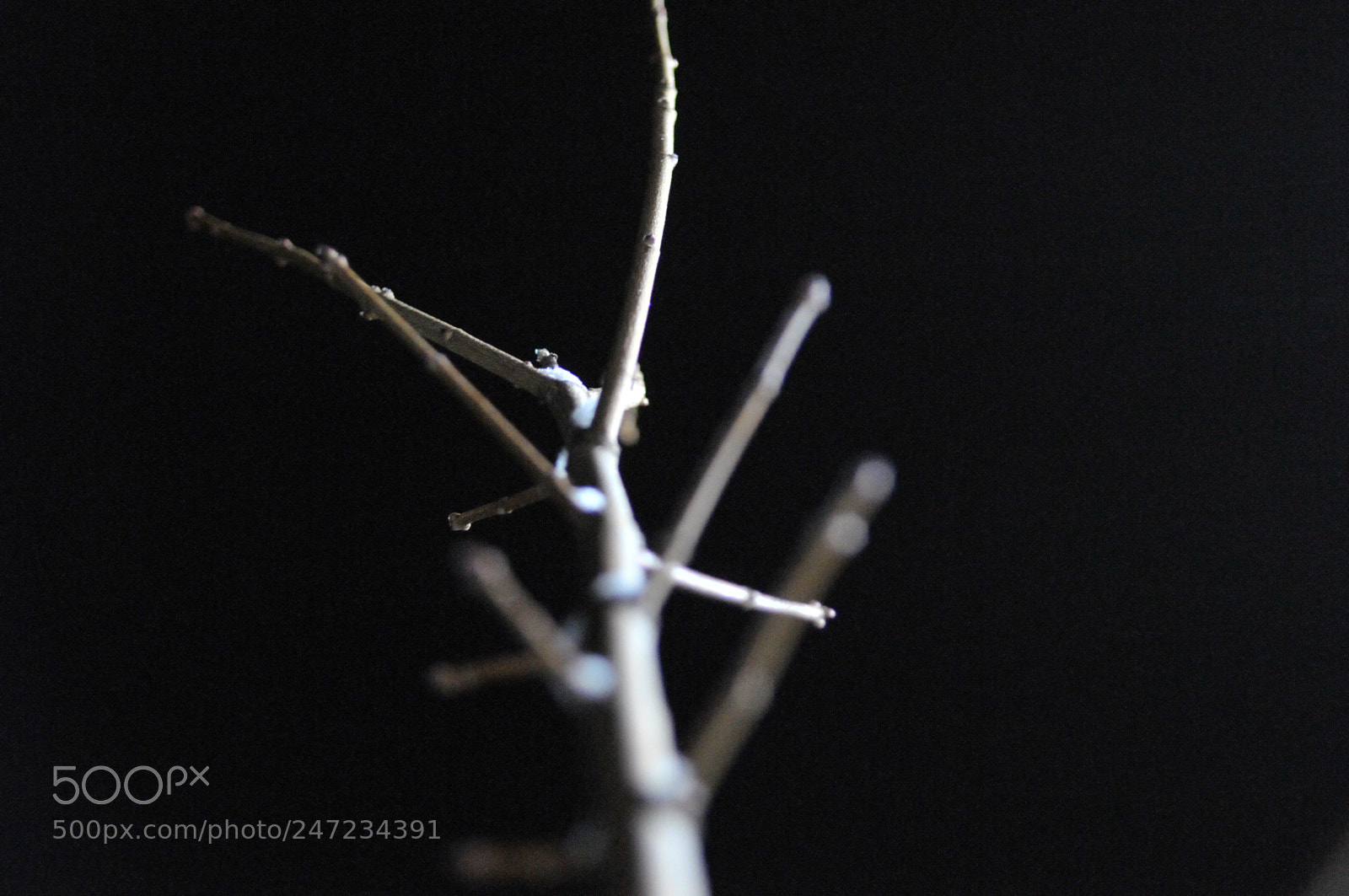 Nikon D300S sample photo. A maple photography