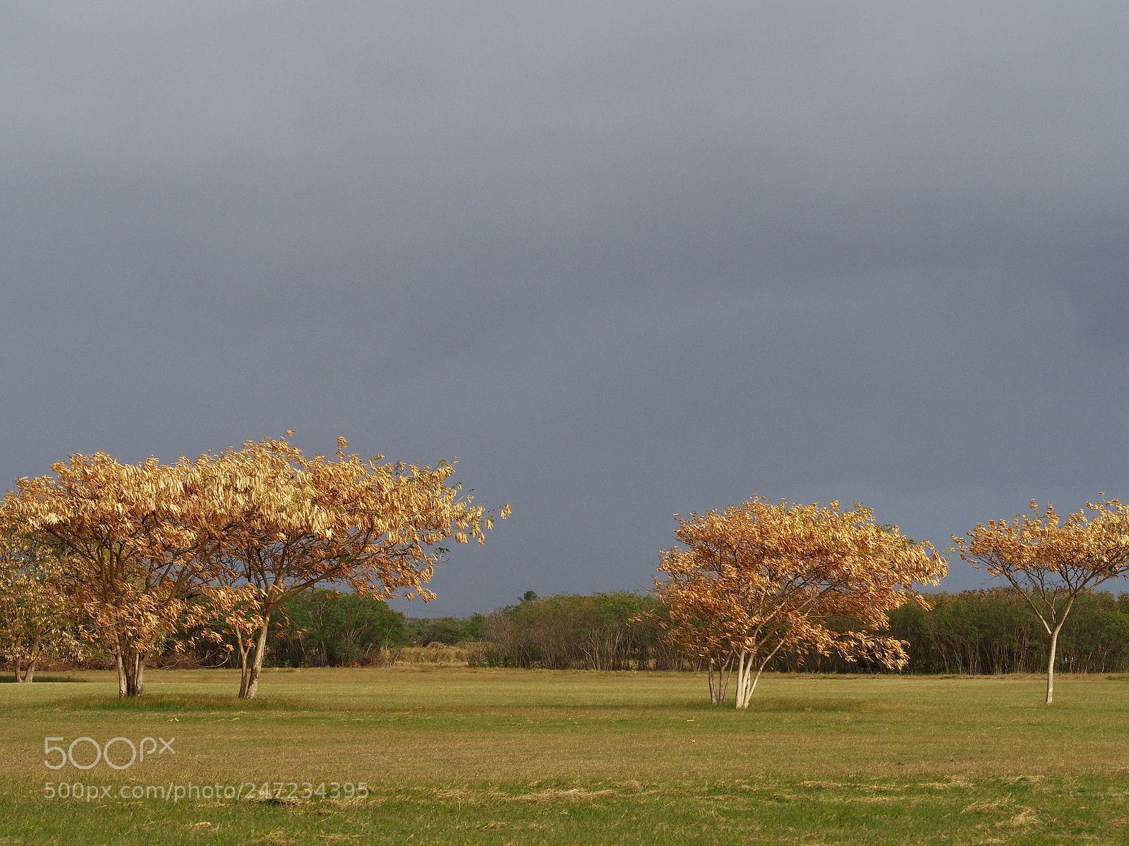 Olympus OM-D E-M10 II sample photo. The trees that rattle photography