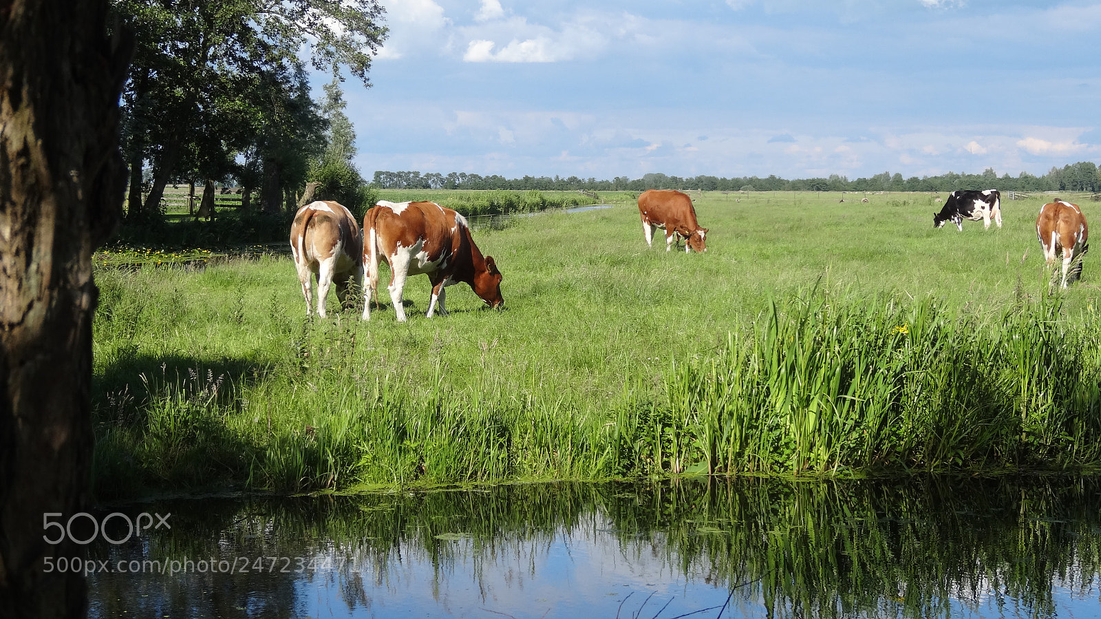 Sony Cyber-shot DSC-HX20V sample photo. The countryside photography
