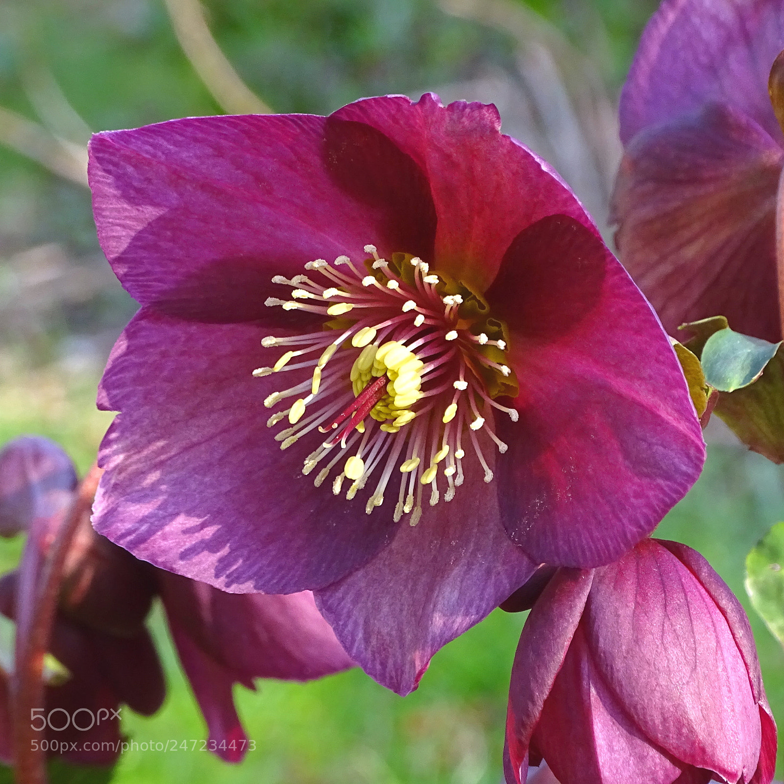 Sony Cyber-shot DSC-HX400V sample photo. Helleborus photography