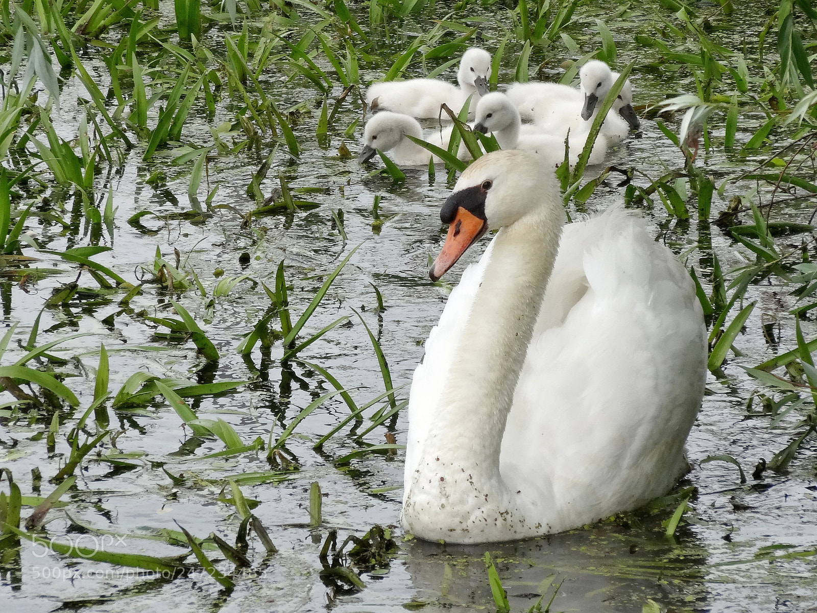 Sony Cyber-shot DSC-HX20V sample photo. Swans photography