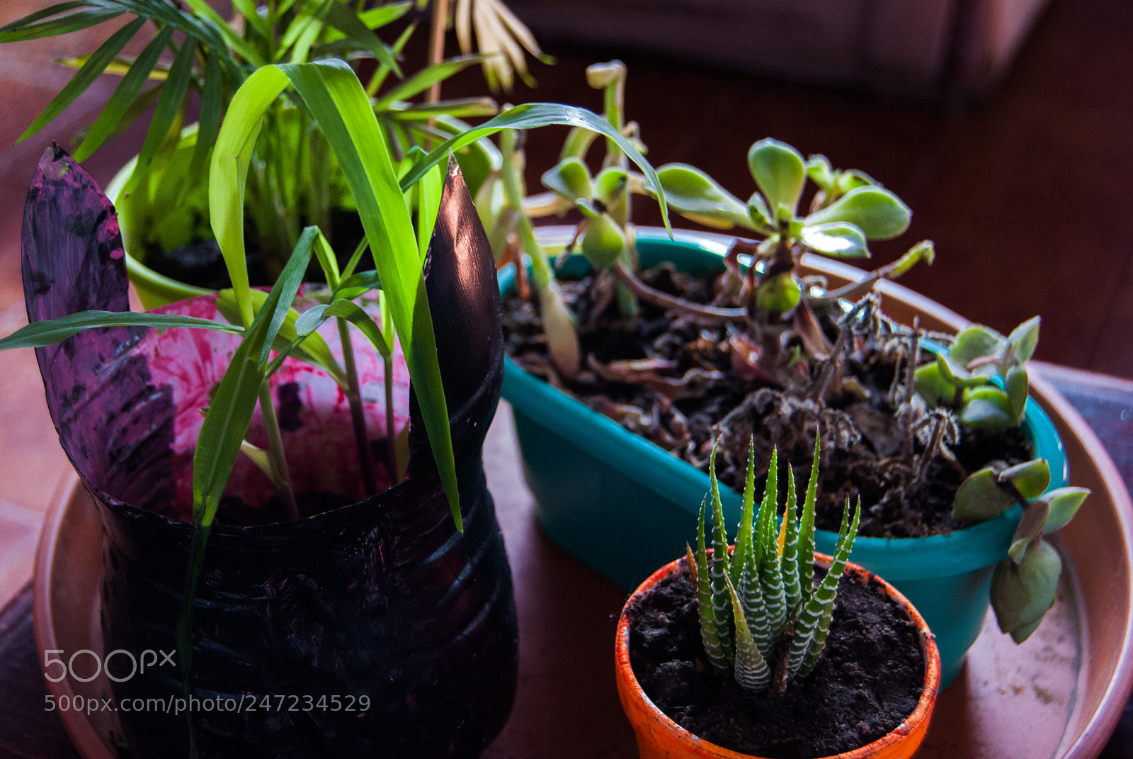 Nikon D40X sample photo. Del hogar photography