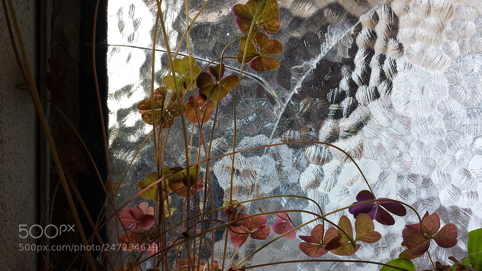 Samsung Galaxy S4 sample photo. Untitled photography