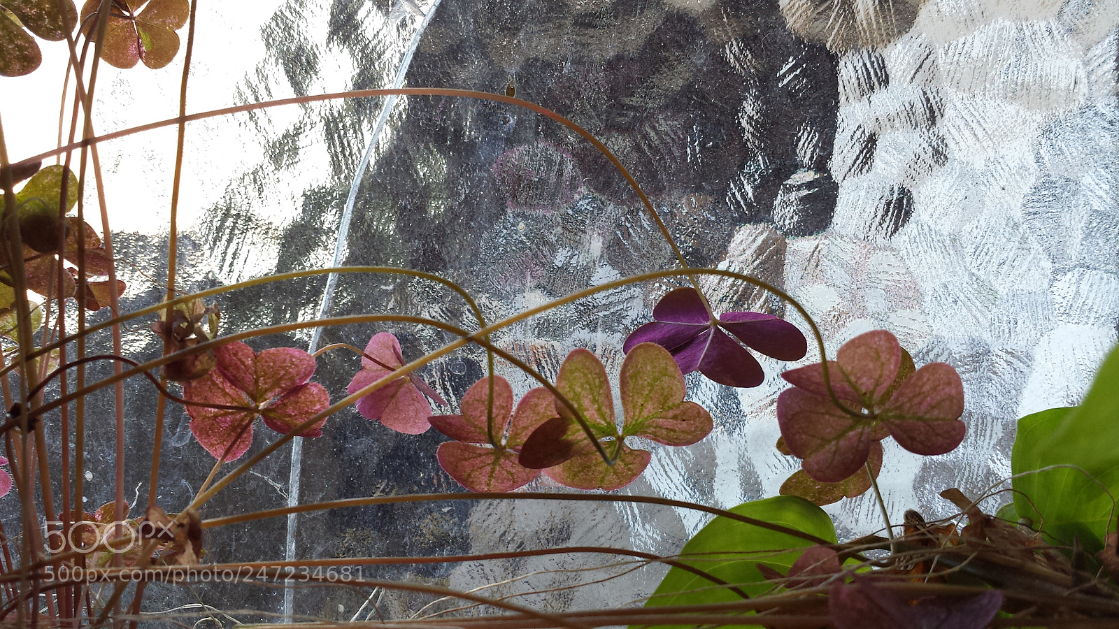 Samsung Galaxy S4 sample photo. Untitled photography