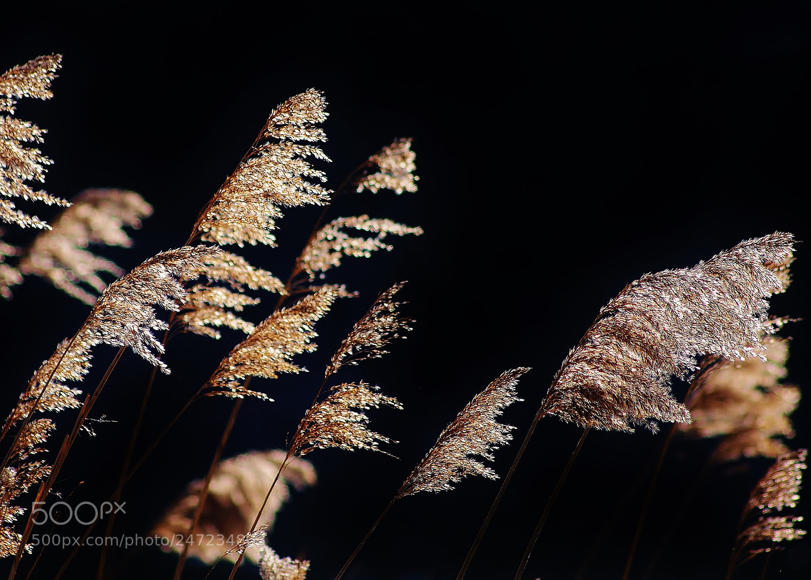 Nikon D90 sample photo. Reeds in the sun photography
