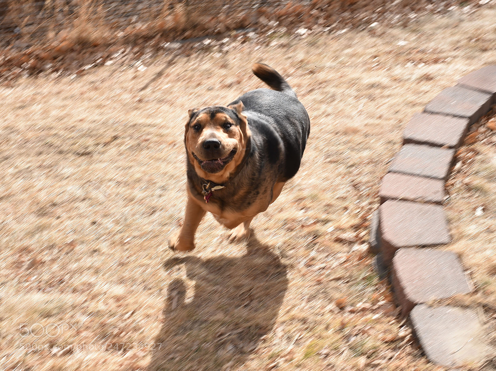 Nikon D810 sample photo. Gladys on the run photography