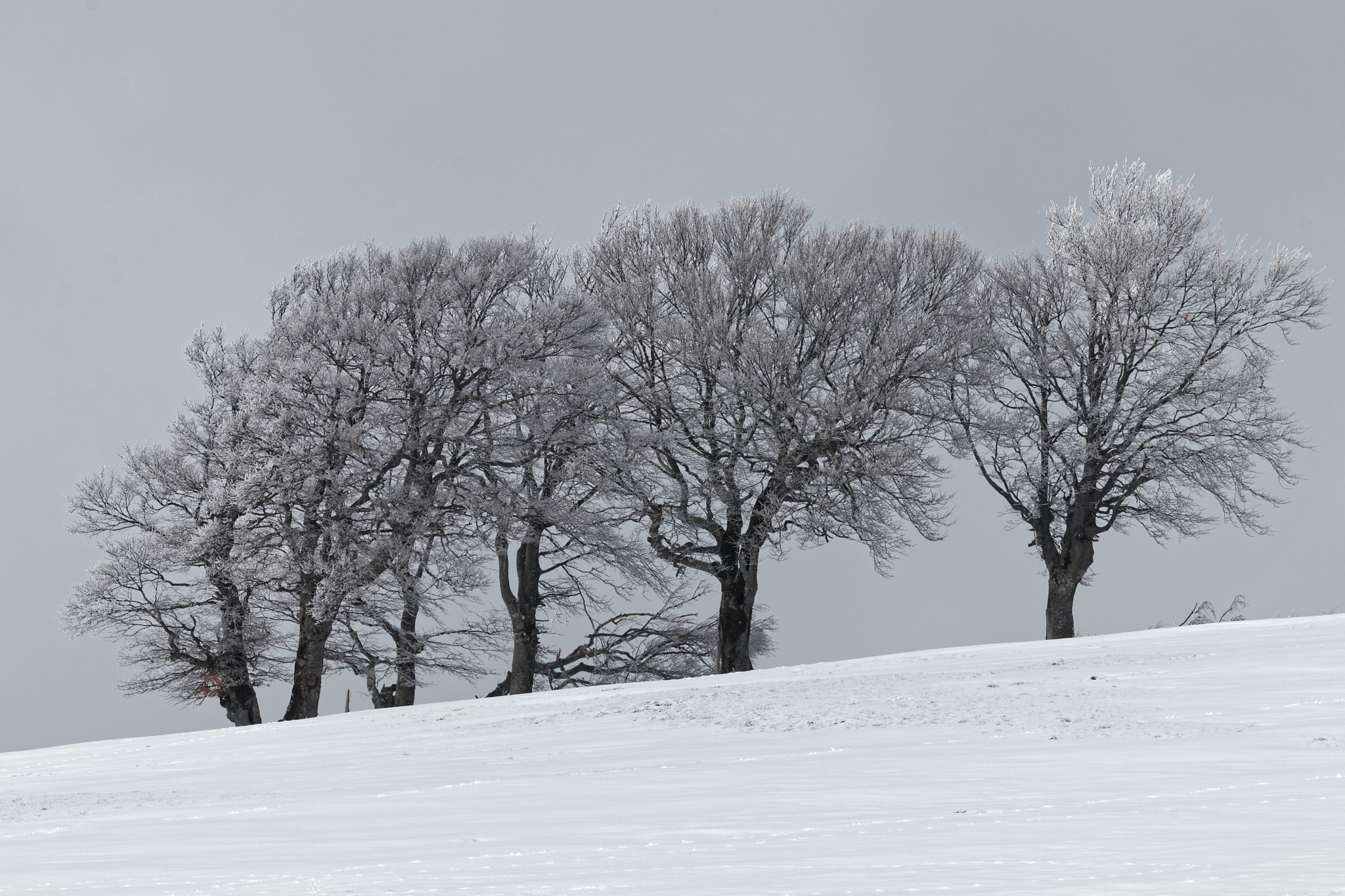 Canon EOS 80D + Canon EF 70-300mm F4-5.6 IS USM sample photo. Trees in winter photography