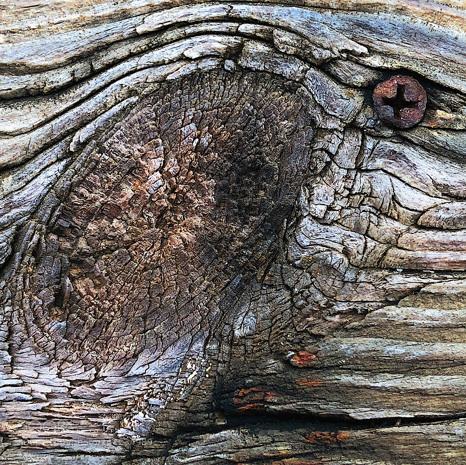 Apple iPhone X sample photo. Knotty screw photography