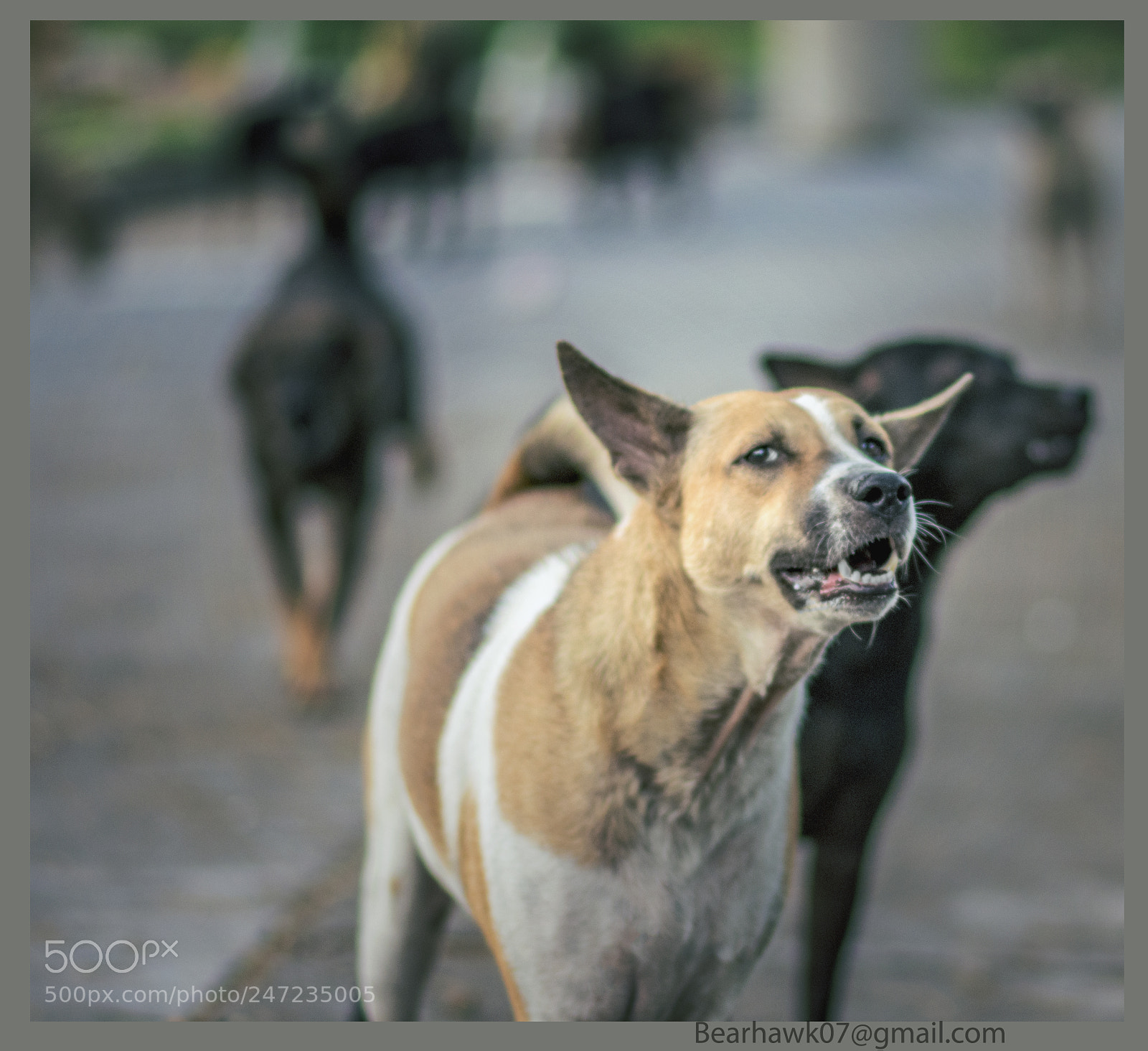 Nikon D7200 sample photo. 182.jpg photography