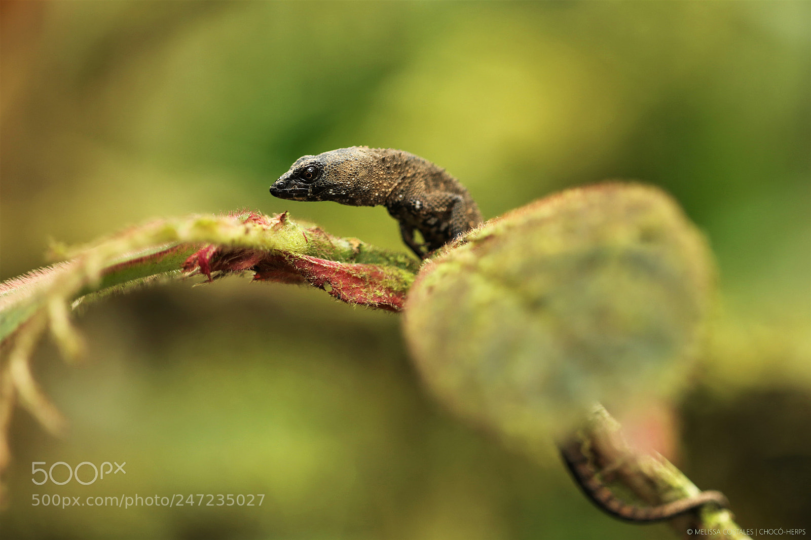 Canon EOS 7D Mark II sample photo. Cork hedgehog-lizard photography
