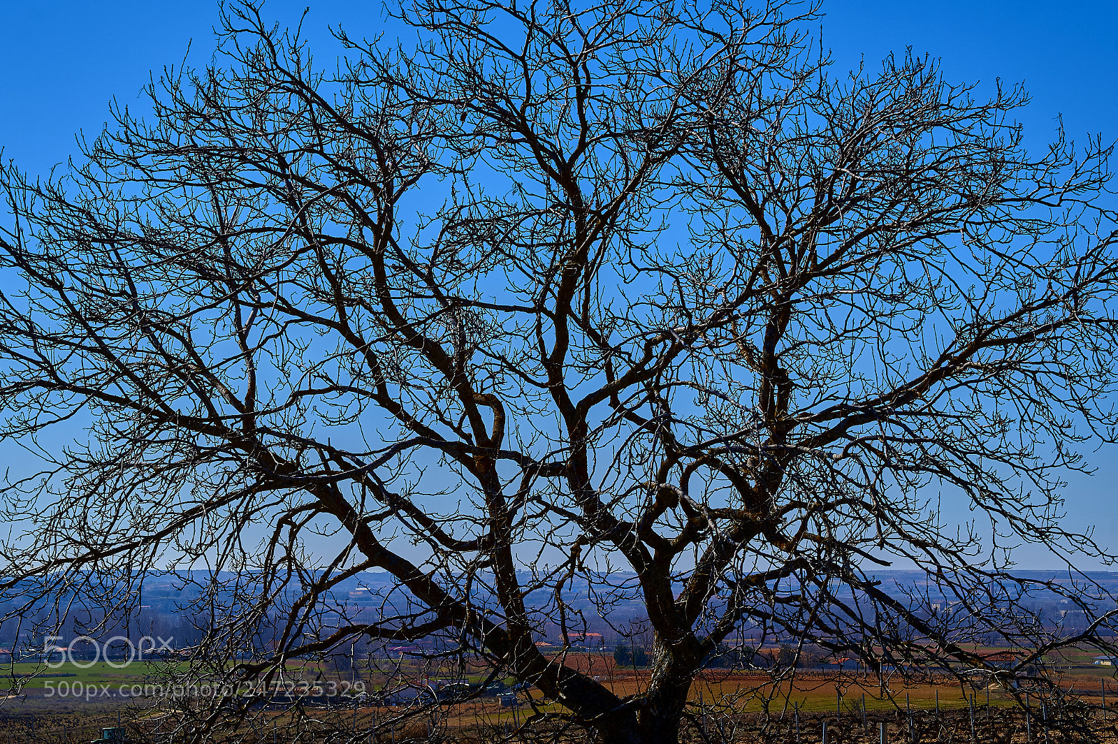 Sony SLT-A58 sample photo. Árbol photography
