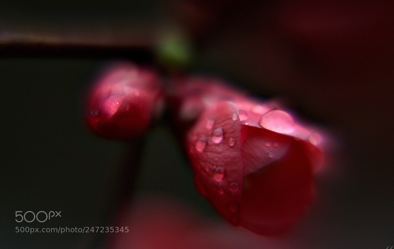 Nikon D3100 sample photo. After rain...* photography