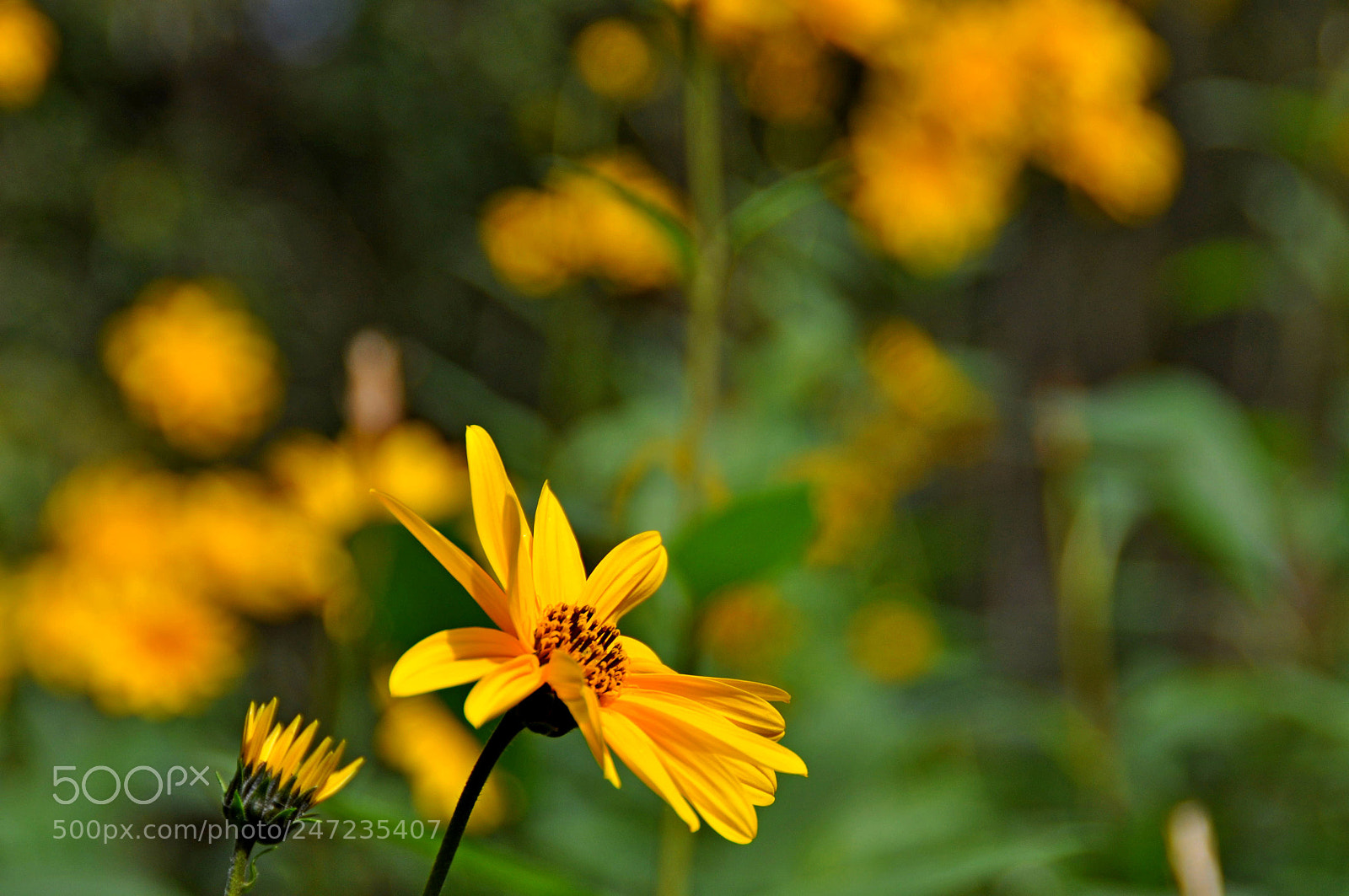 Nikon D5000 sample photo. Flor photography