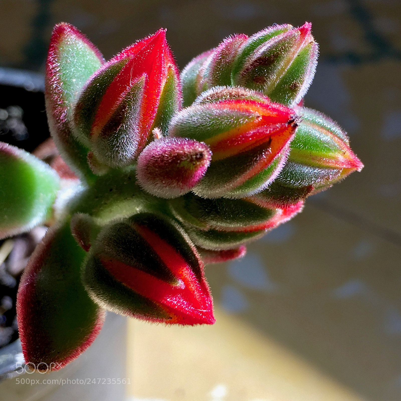 Apple iPad Pro sample photo. Untitled photography