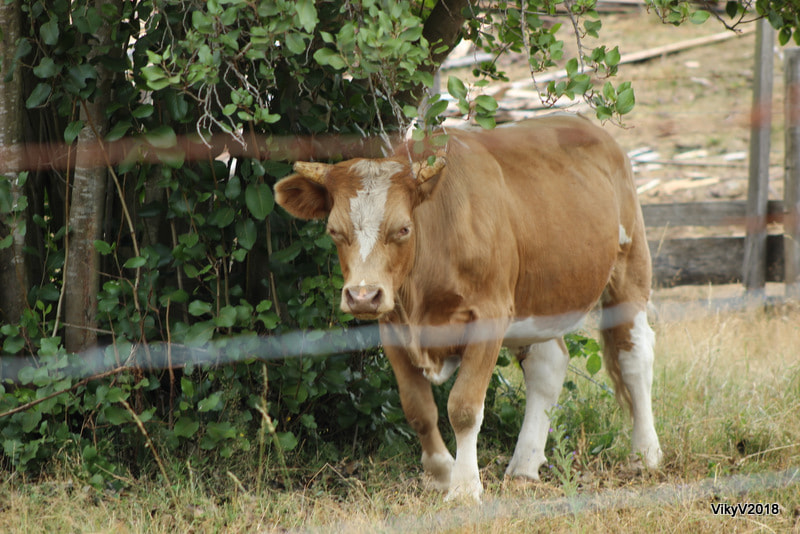 Canon EOS 1300D (EOS Rebel T6 / EOS Kiss X80) + EF75-300mm f/4-5.6 sample photo. Cow photography