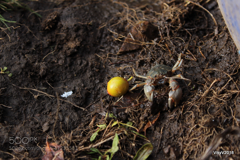 Canon EOS 1300D (EOS Rebel T6 / EOS Kiss X80) sample photo. Crab photography