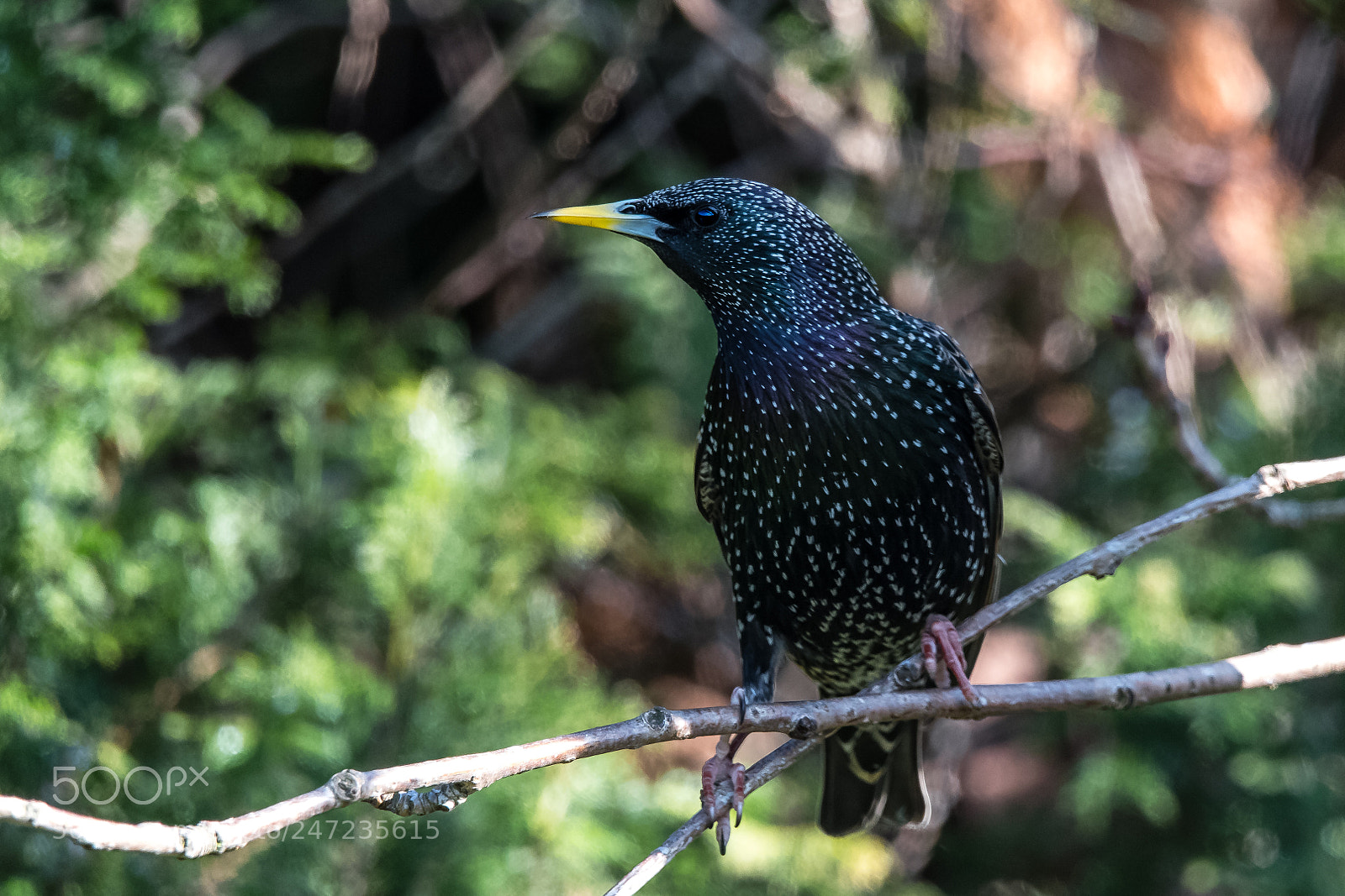 Nikon D850 sample photo. Sharp beak! photography