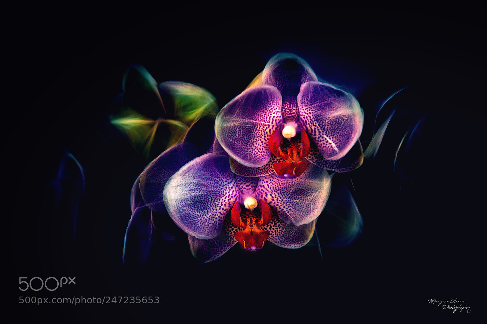 Nikon D300 sample photo. Orquidea subreal photography