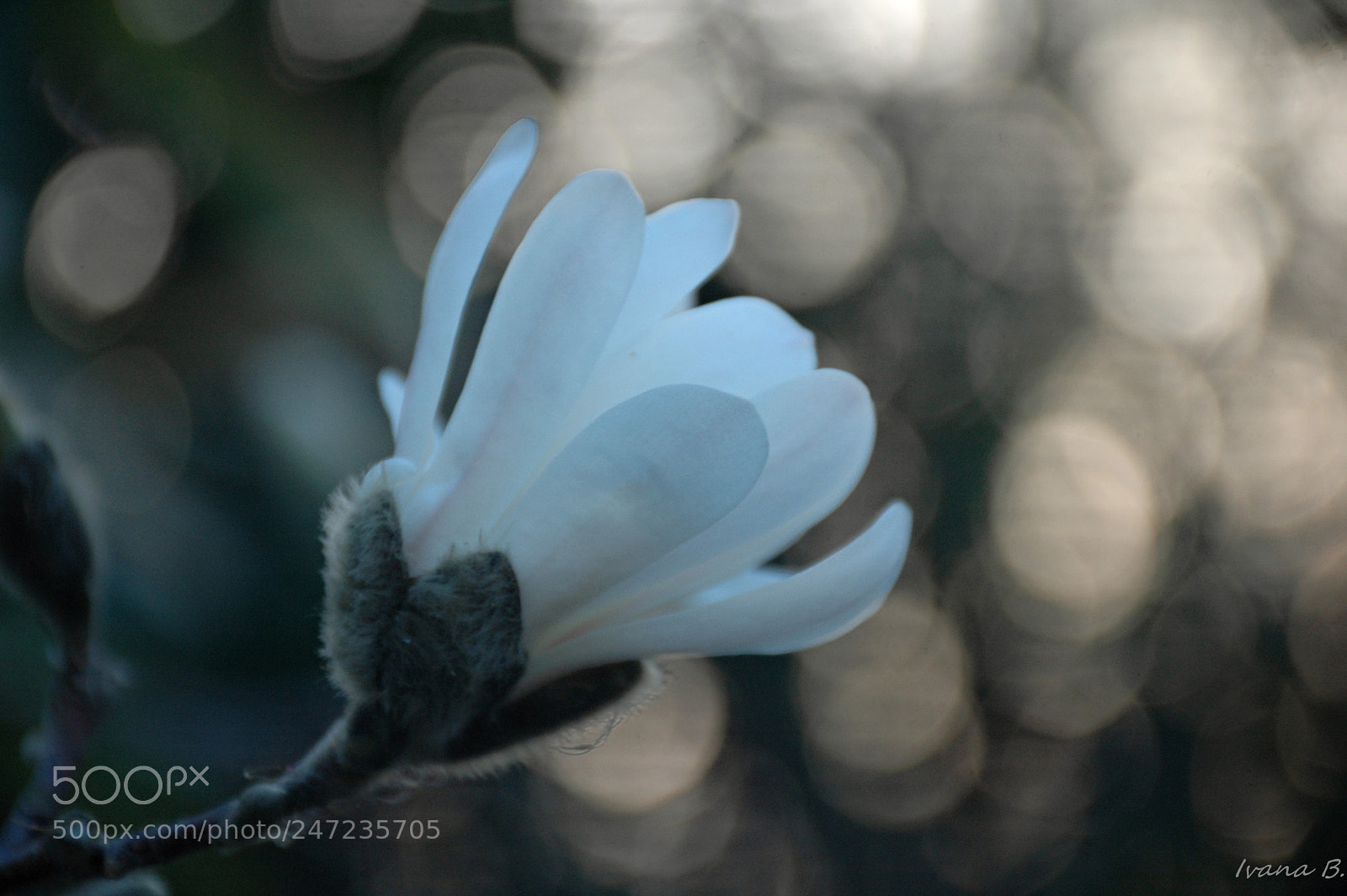Nikon D70 sample photo. Magnolia photography