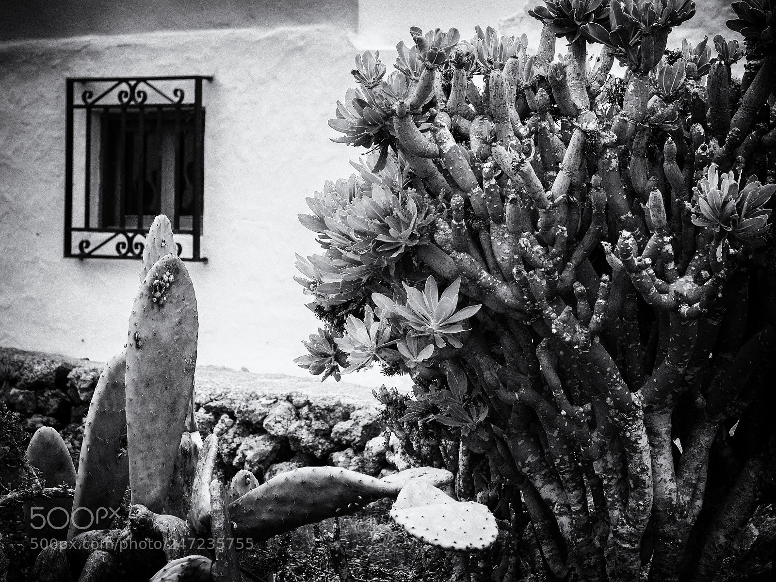 Panasonic Lumix DC-G9 sample photo. Cacti photography