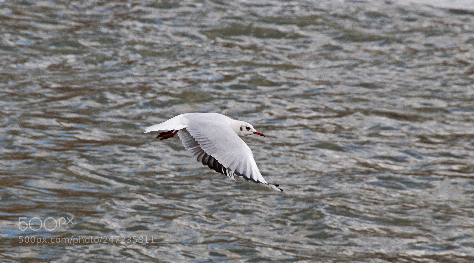 Nikon D90 sample photo. Flying photography