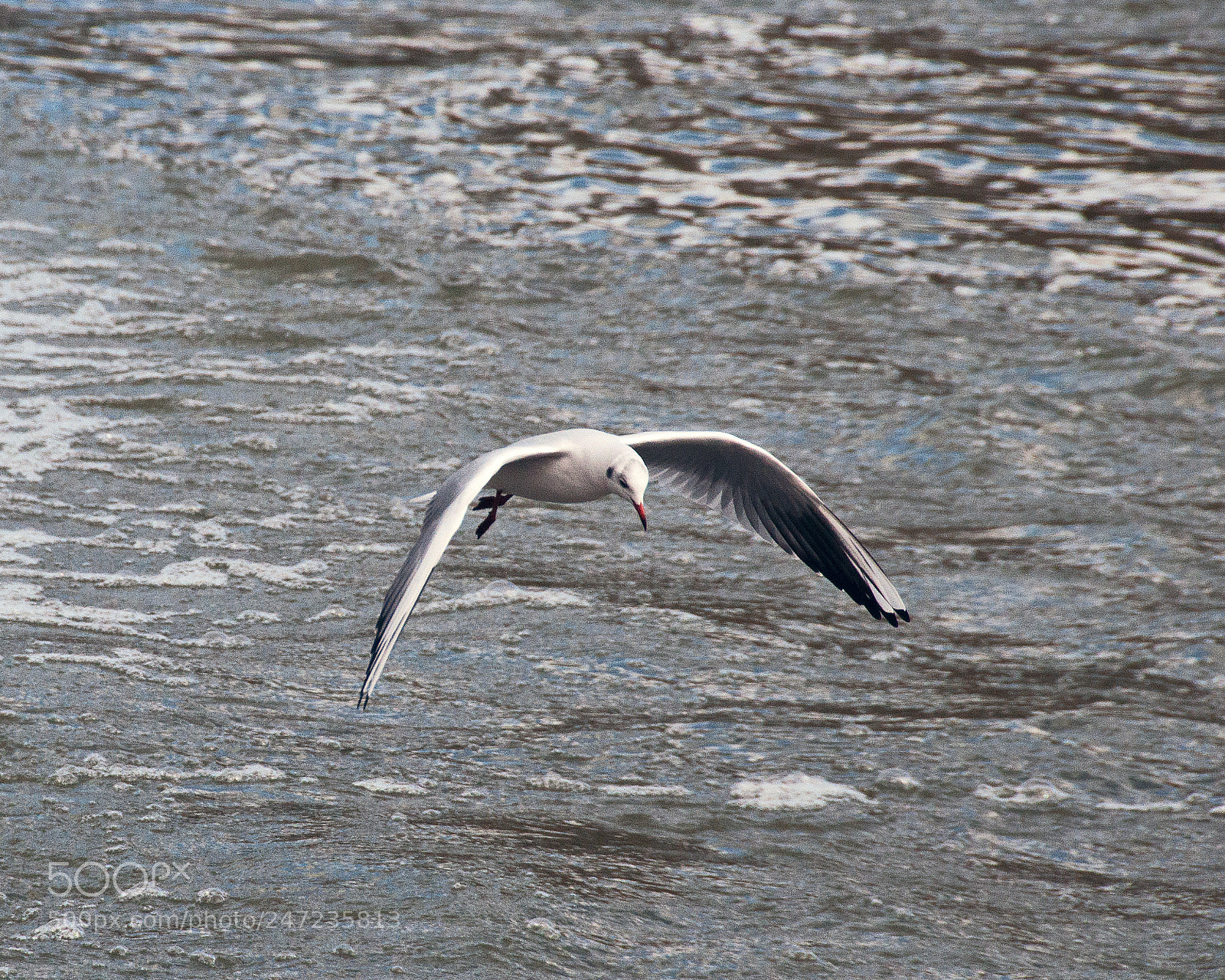 Nikon D90 sample photo. Flying photography