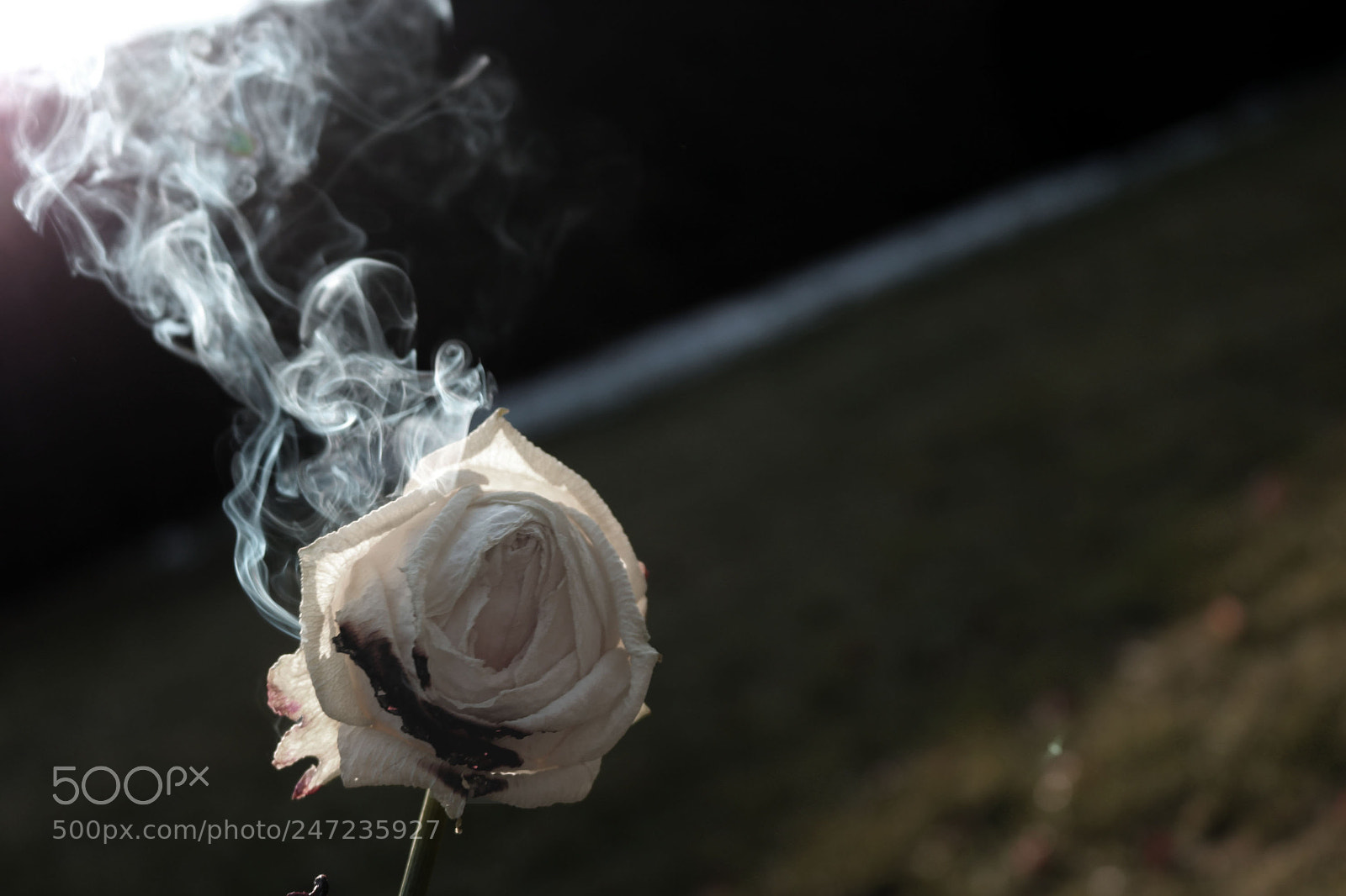 Canon EOS 750D (EOS Rebel T6i / EOS Kiss X8i) sample photo. Burning rose photography