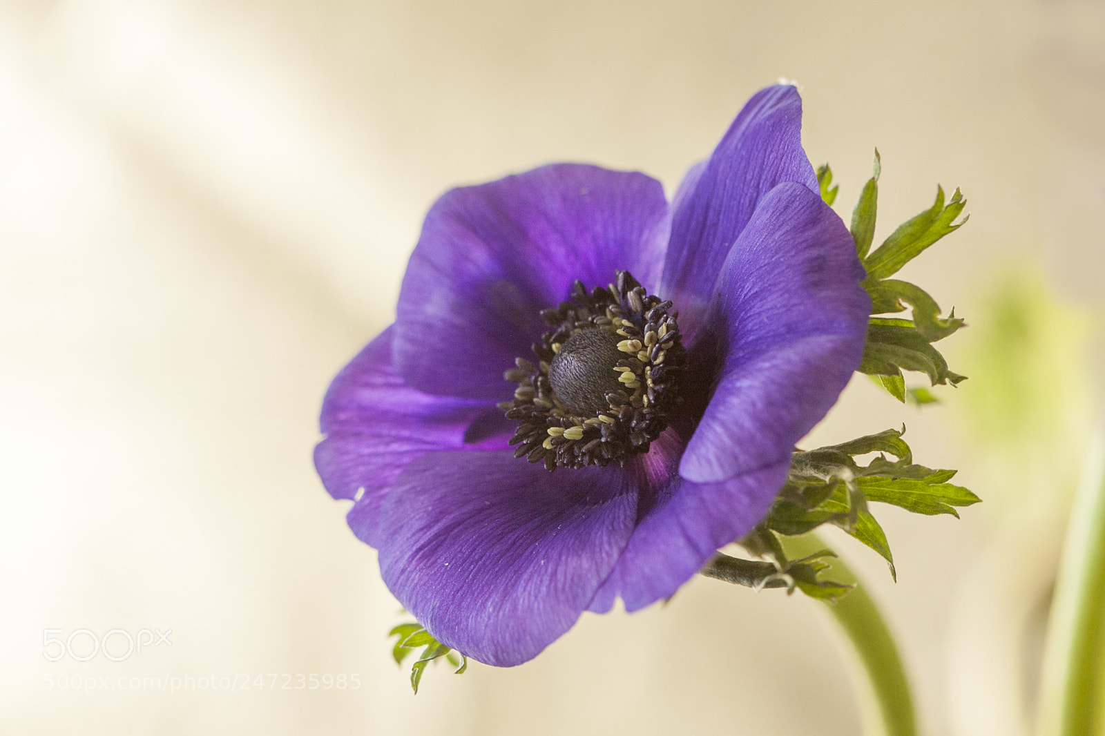 Canon EOS 50D sample photo. Anemone - beginning of photography