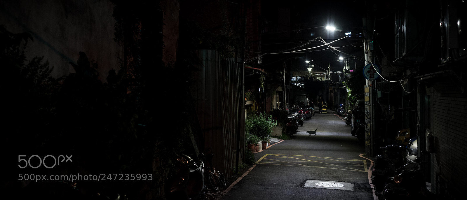 Nikon D610 sample photo. Cat in the dark photography