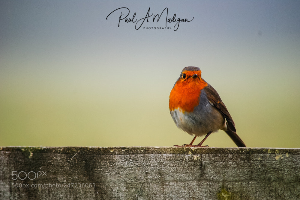 Nikon D3000 sample photo. Robin red breast photography