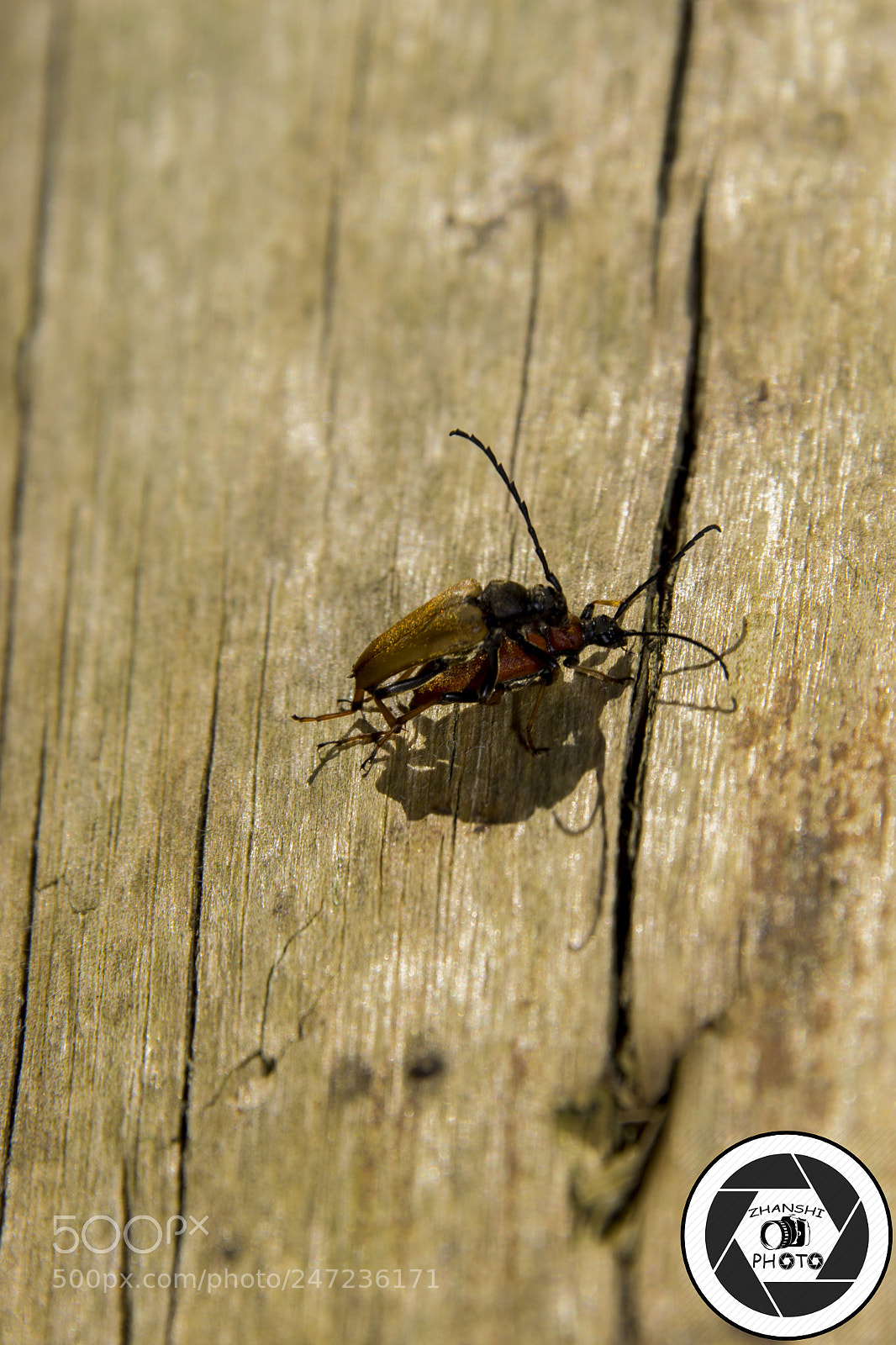 Nikon D3100 sample photo. Bugs photography