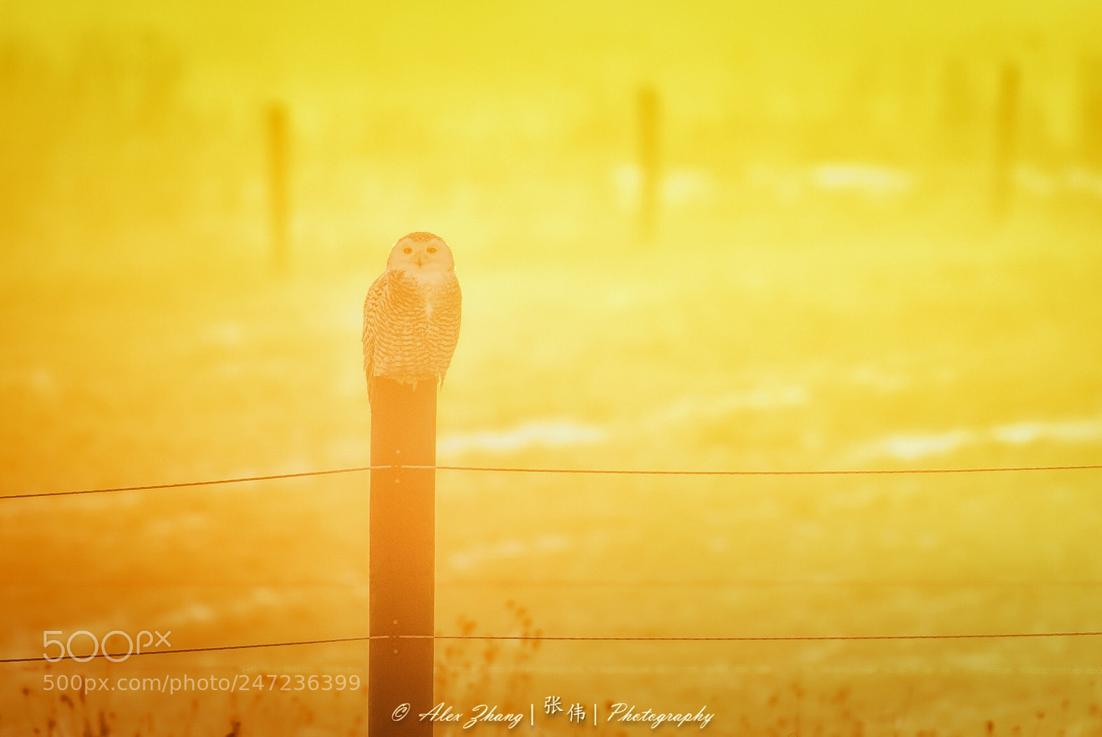 Nikon D500 sample photo. Foggy sunrise photography